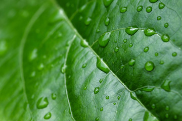 background texture green Leaf and water drop soft focus