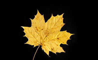 tree leaf autumnal maple, Acer platanoides