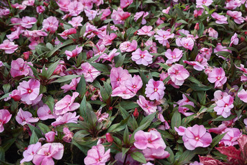 Impatiens new guinea