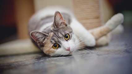 The beautiful multi-colored cat, lies on a floor.