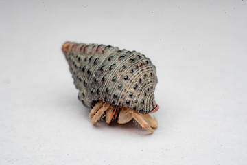 Land hermit crabs, Coenobita, hermit crabs