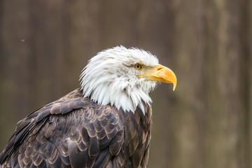 seeadler