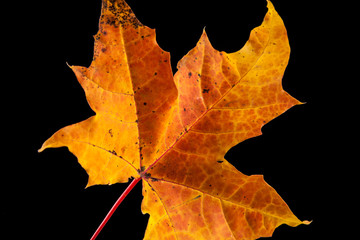 Naklejka na ściany i meble tree leaf autumnal maple, Acer platanoides