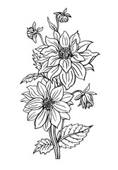 Dahlia with stalk, buds and leaves, outline black and white drawing.
