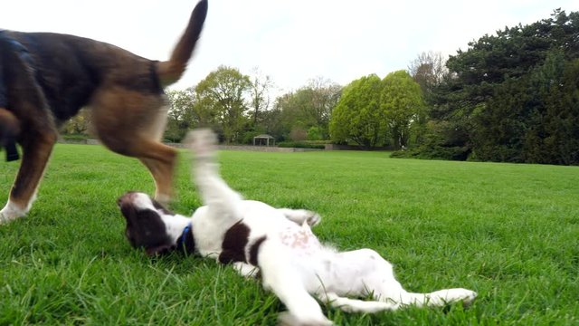 Puppies playing in grass.