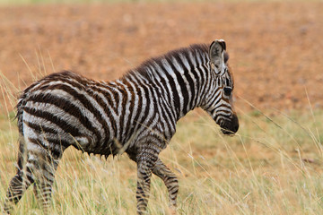 Fototapeta na wymiar Zebra in Serengeti National park - Tanzania