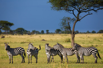 Fototapeta na wymiar Zebras in Serengeti National park - Tanzania