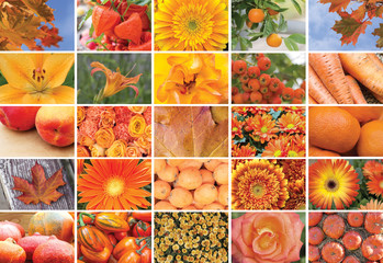 Collage of Natural orange plants,  horizontal