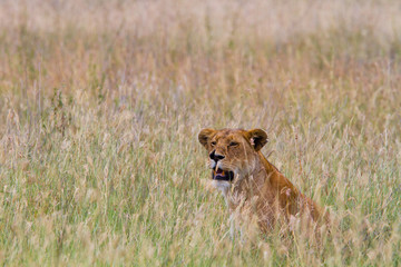 Lion in Serengeti National park - Tanzania