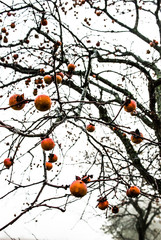persimmon