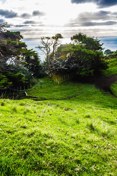 grass field, 