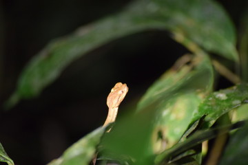 rainforest juvenile snake