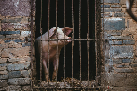 The pigs in the sty in Chinese rural