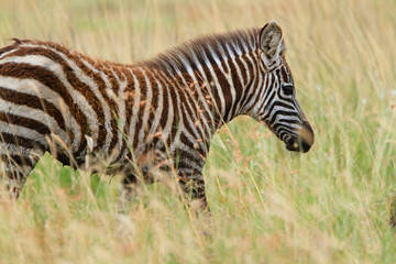 Zebras in Serengeti National park - Tanzania