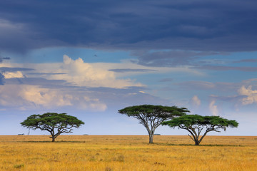 Plakat Serengeti National park - Tanzania