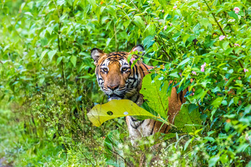 Tiger in the green indian jungle
