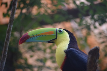 Costa Rica Toucan