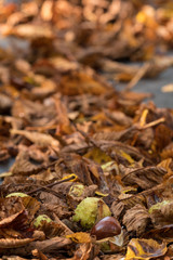 Fallen chestnut with leaves in the autumn