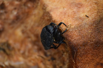 Costa Rica Rainforest bug