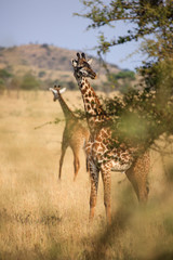 Giraffe in Serengeti National Park - Tanzania