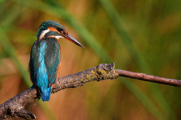 King fisher