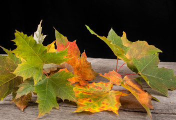 Autumn Leaves over wooden background