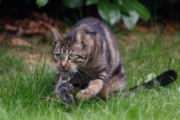 Katze mit Beute
