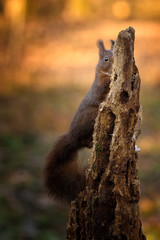 Squirrel