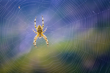 Spider