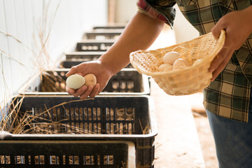 Young farmer collecting fresh hen eggs