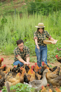 Young couple farmer feeding chicken at poultry farm