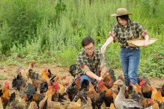 Young Couple Farmer Feeding Chicken At Poultry Farm