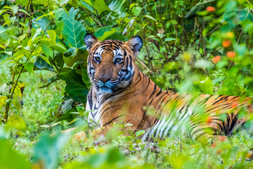 Tiger in the green indian jungle
