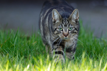 Katze schleicht sich an