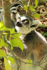 Katta