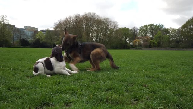 Puppy and young dog playing in grass.