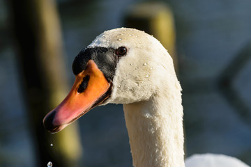 Fototapeta premium Schwan