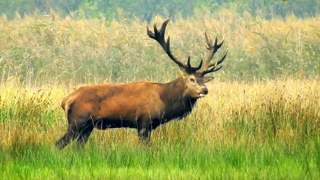 Hirsch in der Brunft - Brunftschrei