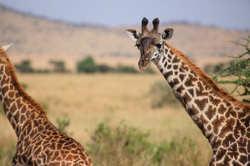 Giraffe in Serengeti National Park - Tanzania
