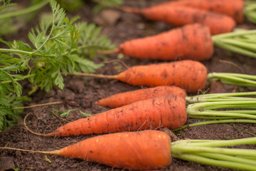 Harvest carrots in the garden closeup