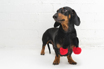 A dog (puppy) of the dachshund breed, black and tan, in a black scarf with red Christmas pom-pomson against a white brick wall background