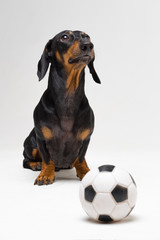funny portrait of a dog (puppy) breed dachshund black tan,  with soccer (football) ball  on gray background