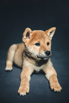 Adorable shiba inu puppy