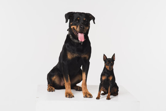 Zwergpinscher and rottweiler on a white background in the studio. Two dogs look at the camera. Dogs sit on a white cube.
