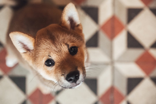 Portrait of a 3 month shiba ini puppy