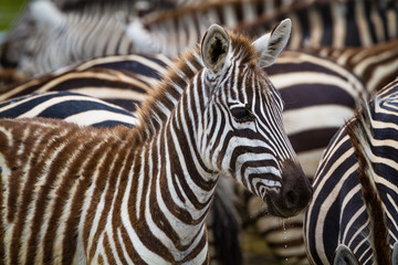 Zebras in Serengeti National park - Tanzania