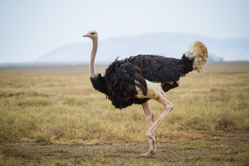 Running ostrich - Serengeti National park - Tanzania - obrazy, fototapety, plakaty