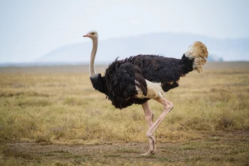 Fototapeten Running ostrich - Serengeti National park - Tanzania © Radek