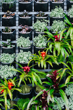 vertical garden featuring red bromeliads
