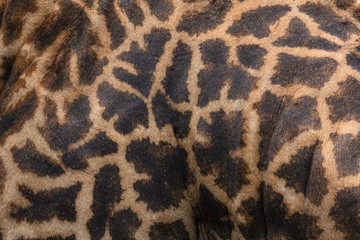 Giraffes skin - Lake Manyara National Park - Tanzania